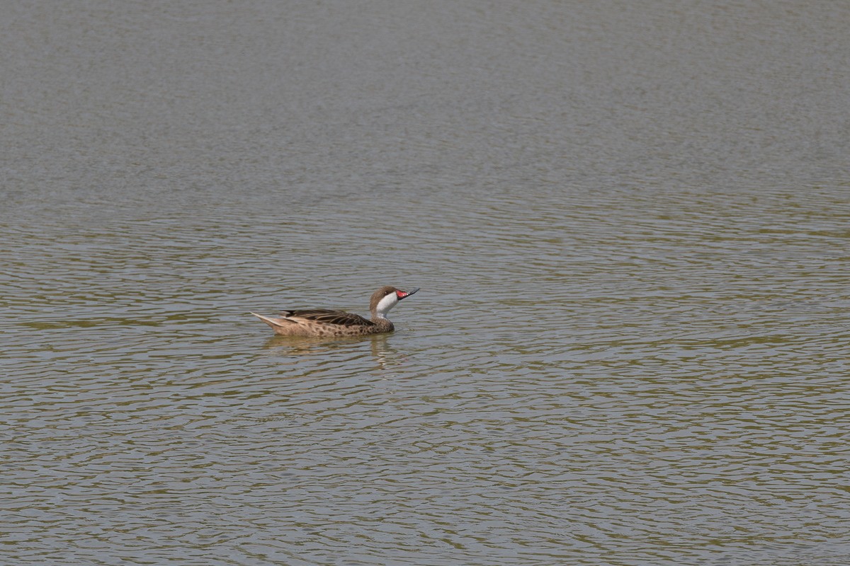 White-cheeked Pintail - ML457430971