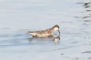 Red-necked Phalarope - ML457432591