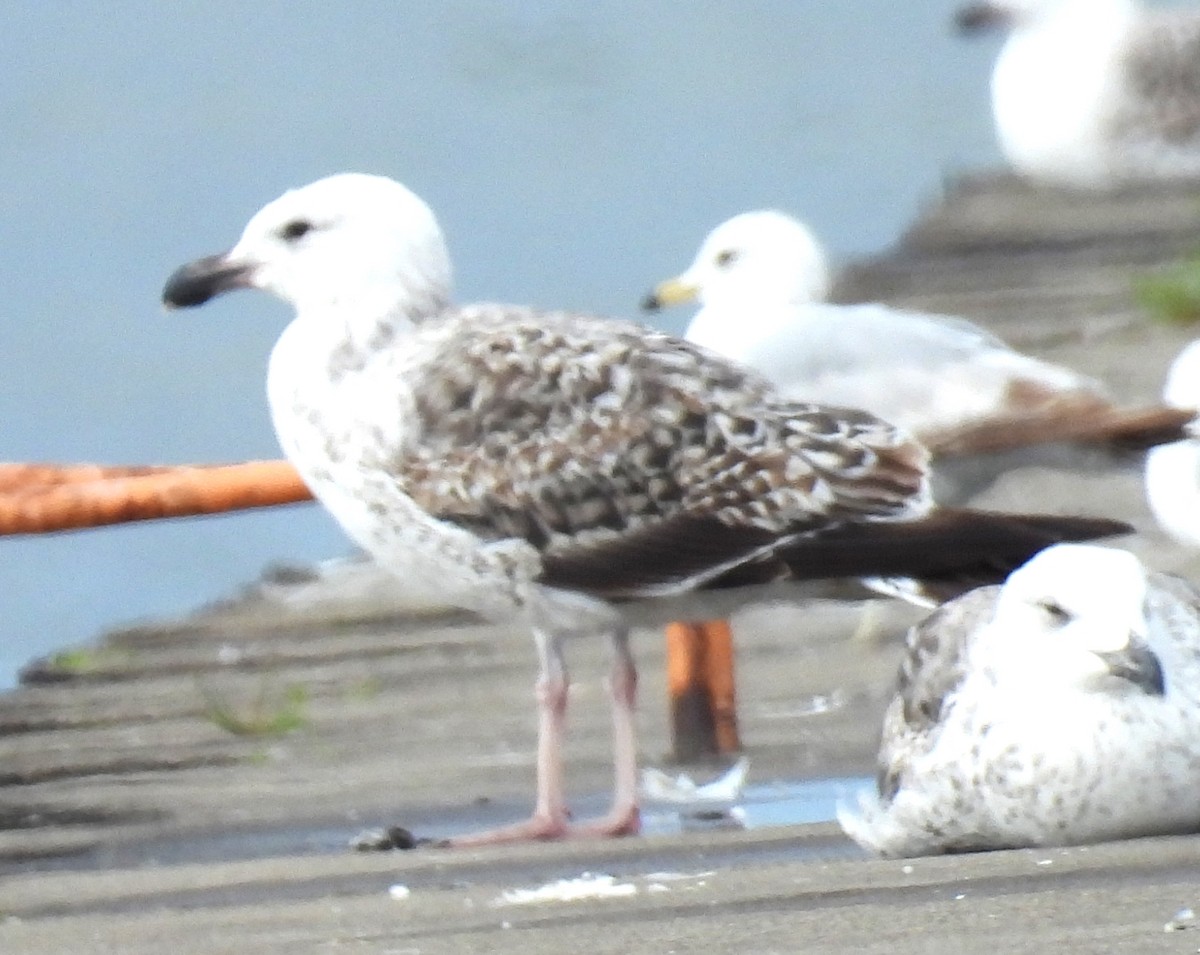 Great Black-backed Gull - ML457433431