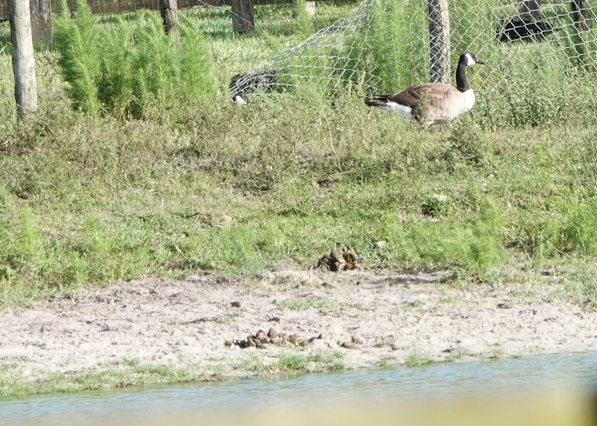 Canada Goose - ML457433591