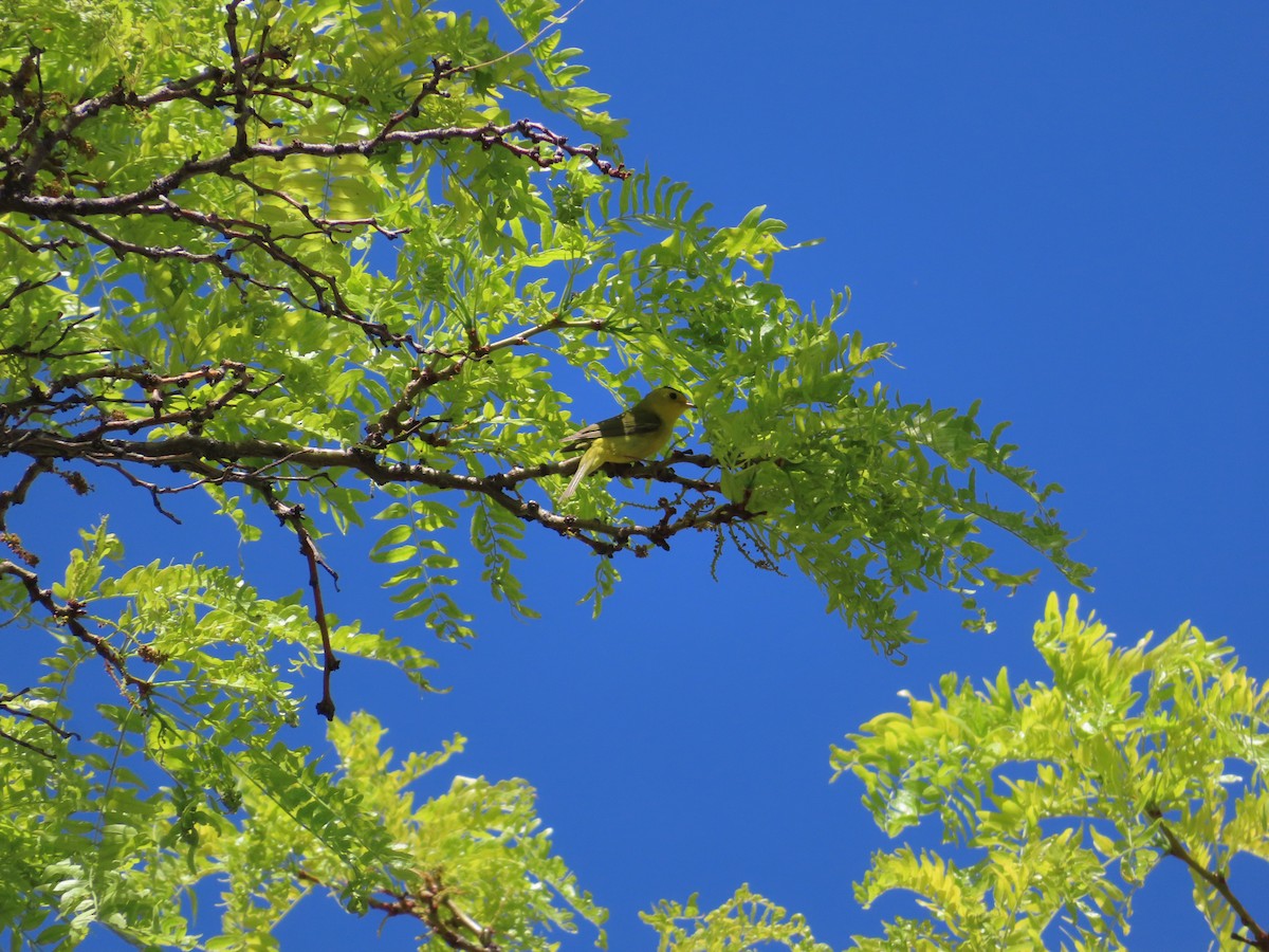 Wilson's Warbler - ML457434521