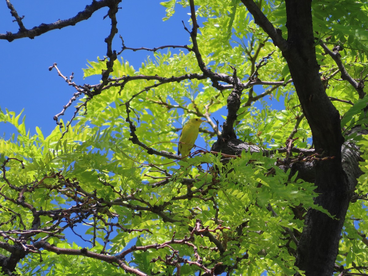 Wilson's Warbler - ML457434581