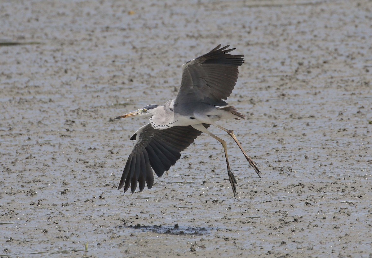 Gray Heron - Neoh Hor Kee