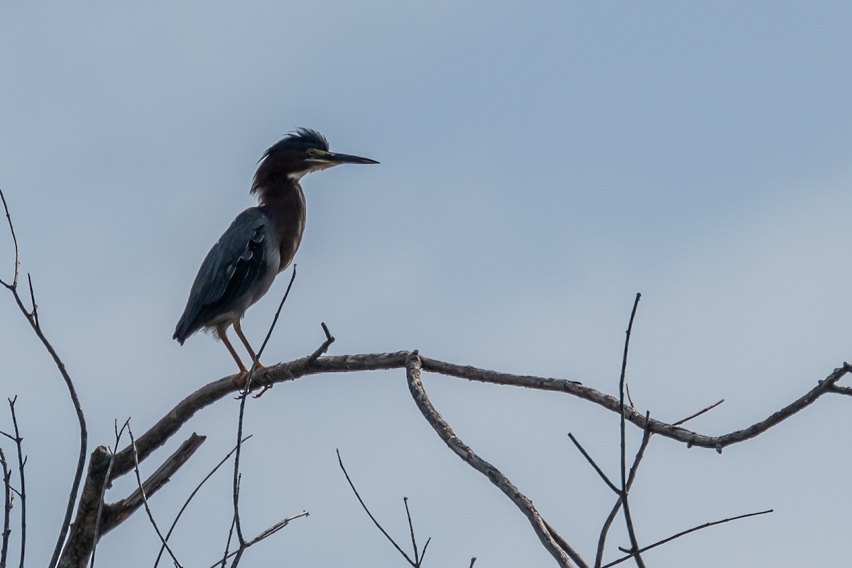 Green Heron - ML457434751