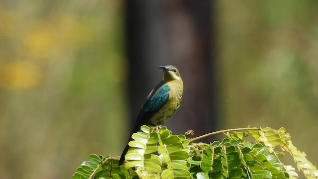 Malachite Sunbird - ML457434761