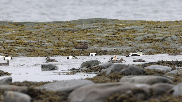 King Eider - ML457434771