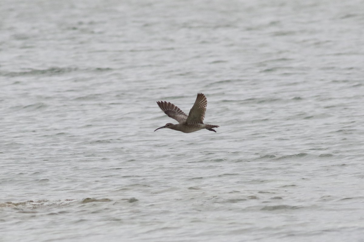 Whimbrel (White-rumped) - ML457435071