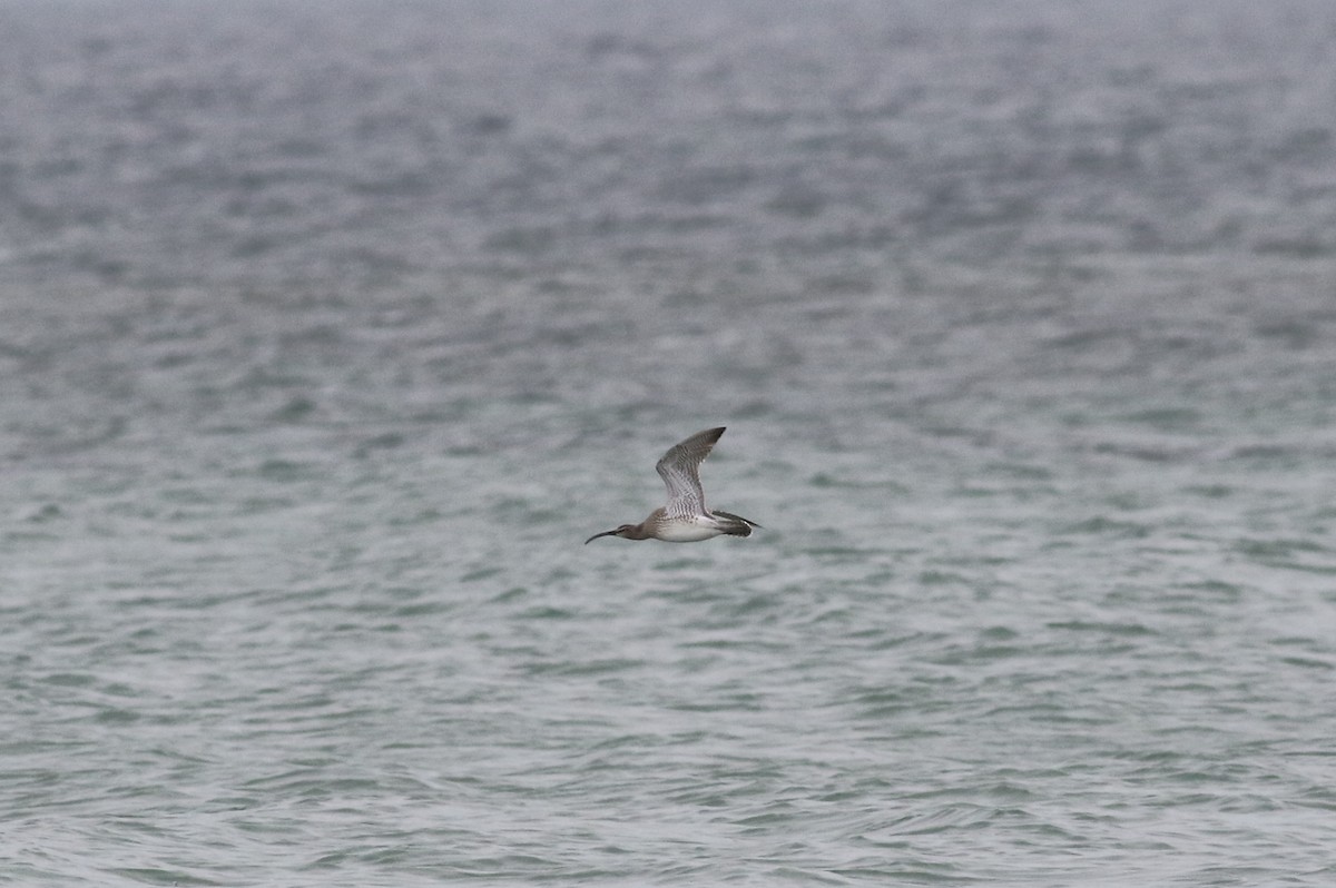 Whimbrel (White-rumped) - ML457435081