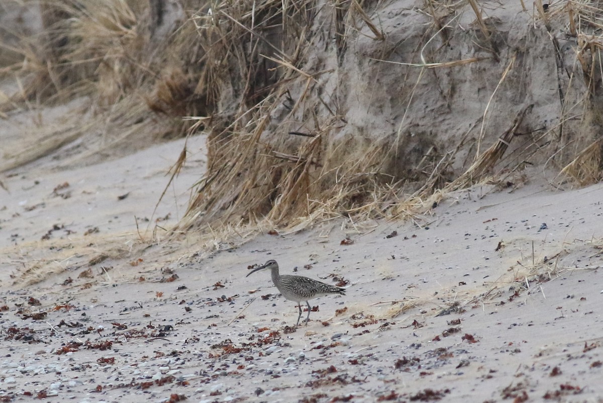 Whimbrel (White-rumped) - ML457435091
