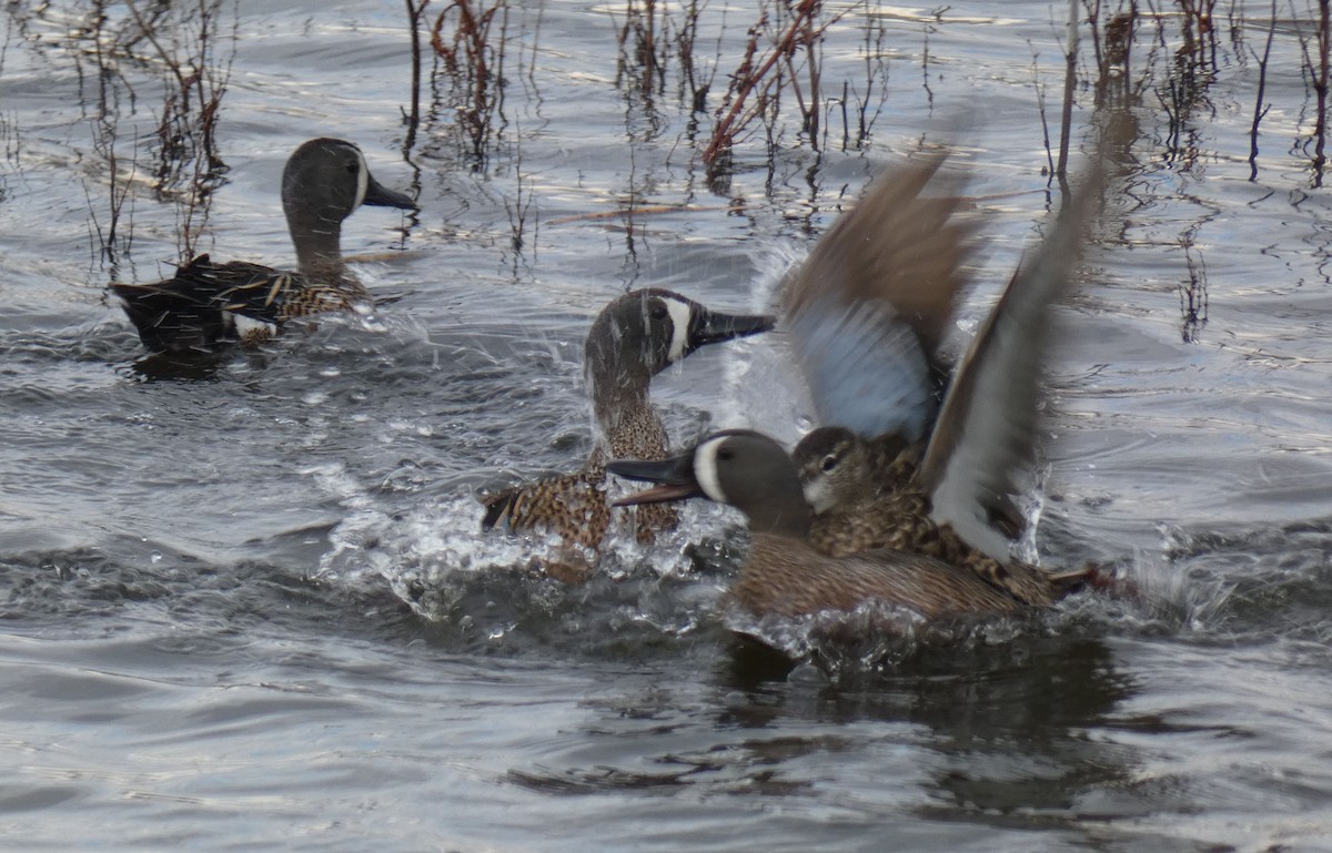 Blue-winged Teal - ML457435531