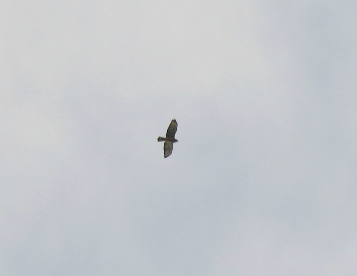 Broad-winged Hawk - ML457437571