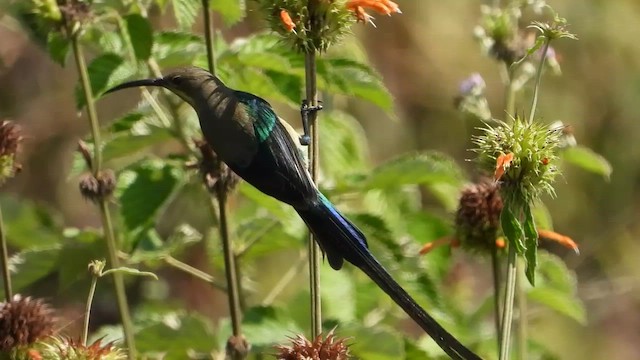 Malachite Sunbird - ML457437891