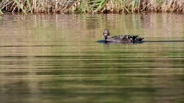 Canard noirâtre - ML457438171
