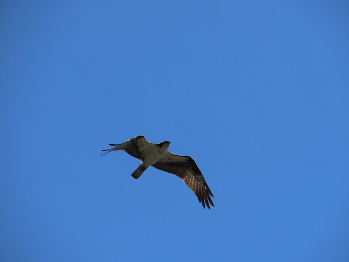 Osprey - Pat Paternostro