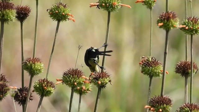 Malachite Sunbird - ML457439351