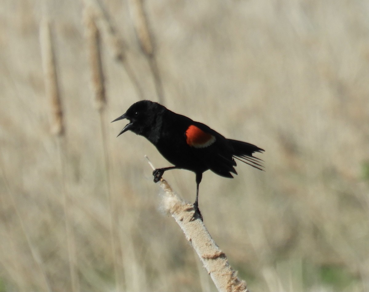 Red-winged Blackbird - ML457440331