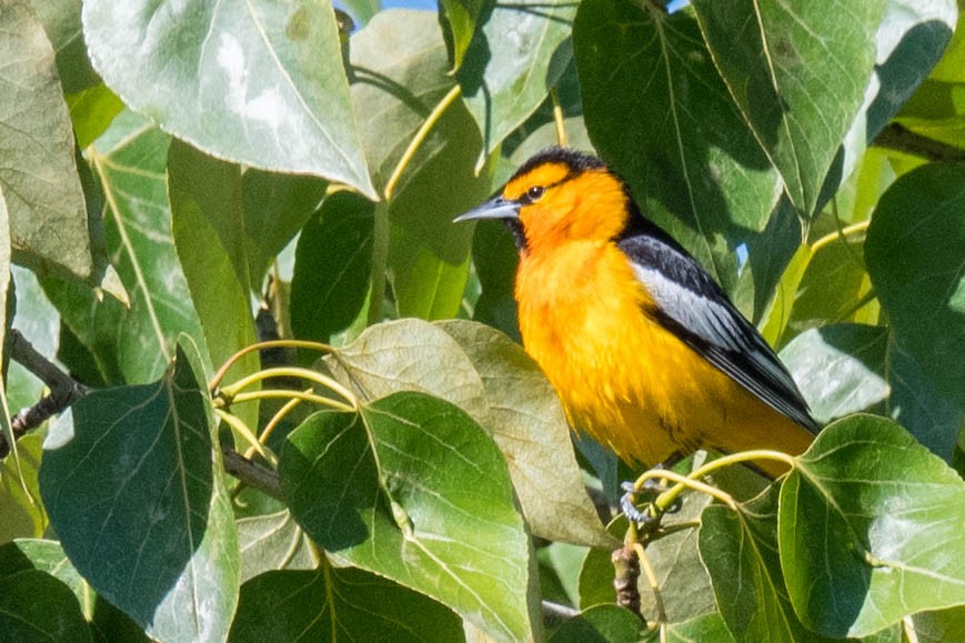 Oriole de Bullock - ML457440851