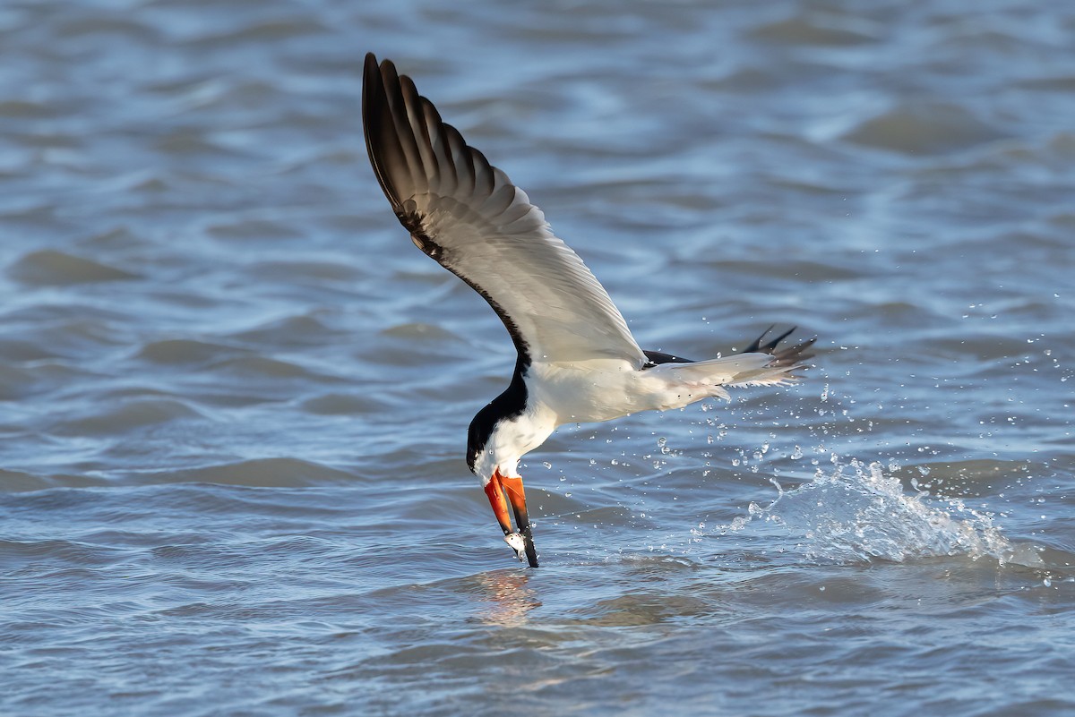 Black Skimmer - ML457441041