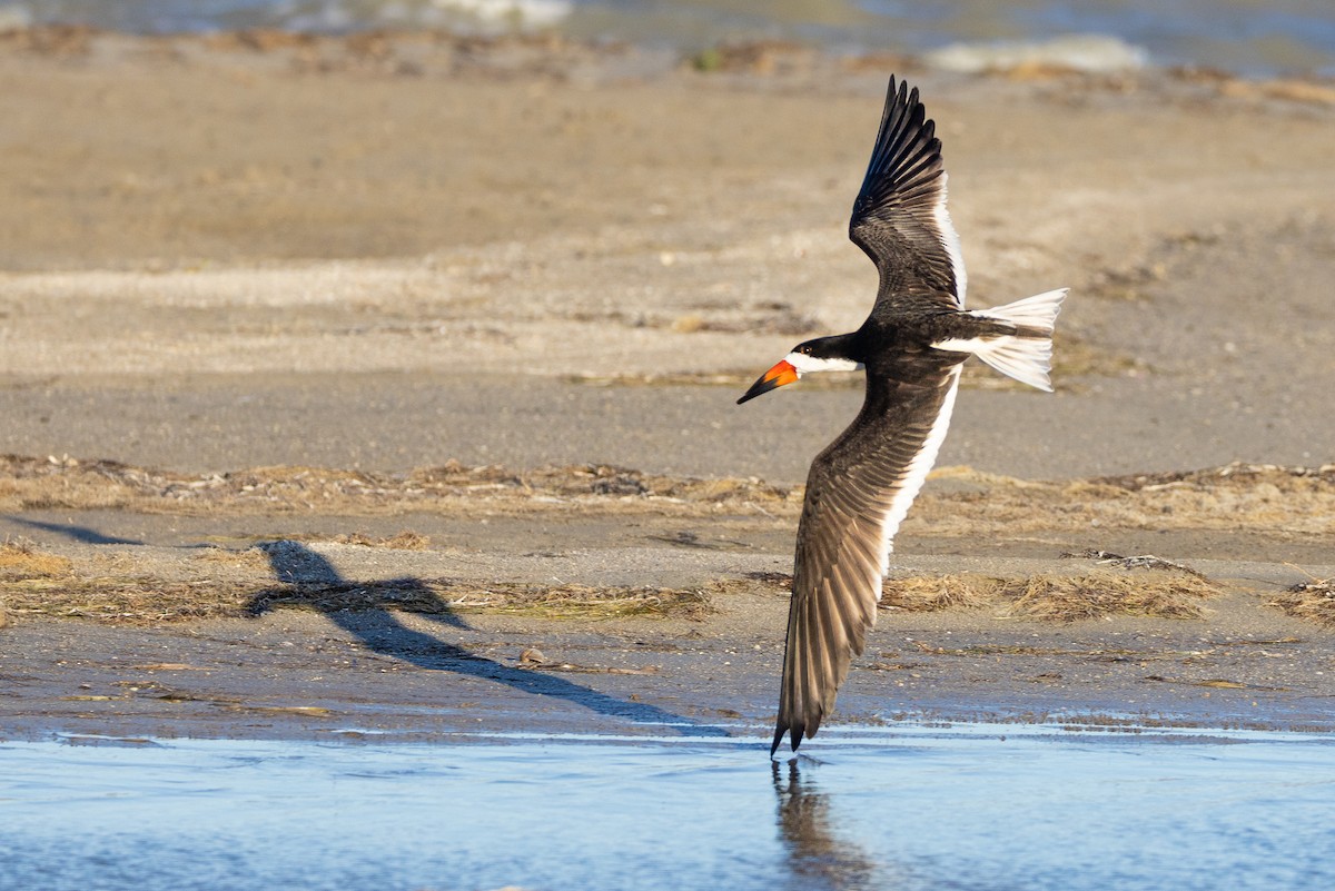 Black Skimmer - ML457441061