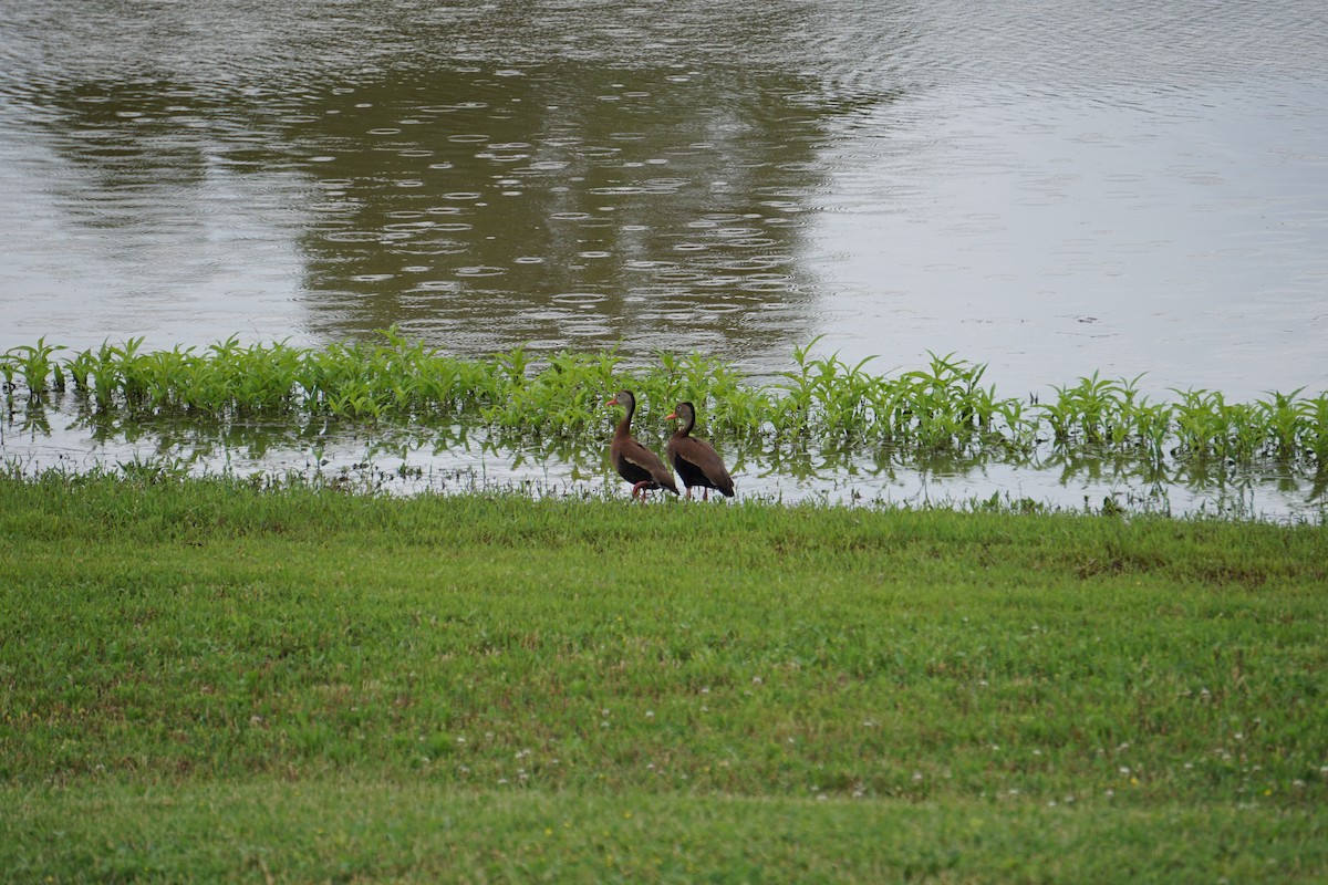 Black-bellied Whistling-Duck - ML457441561