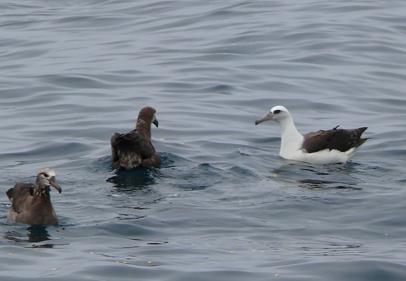 albatros laysanský - ML45744191