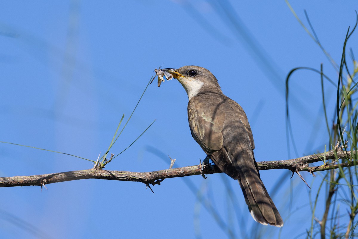 Yellow-billed Cuckoo - ML457443801