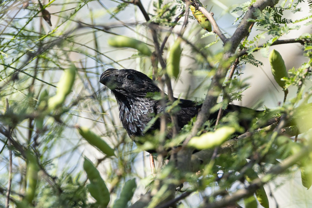 Groove-billed Ani - Michael Henry