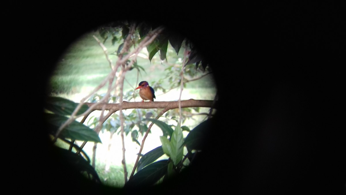 African Pygmy Kingfisher - ML457445361