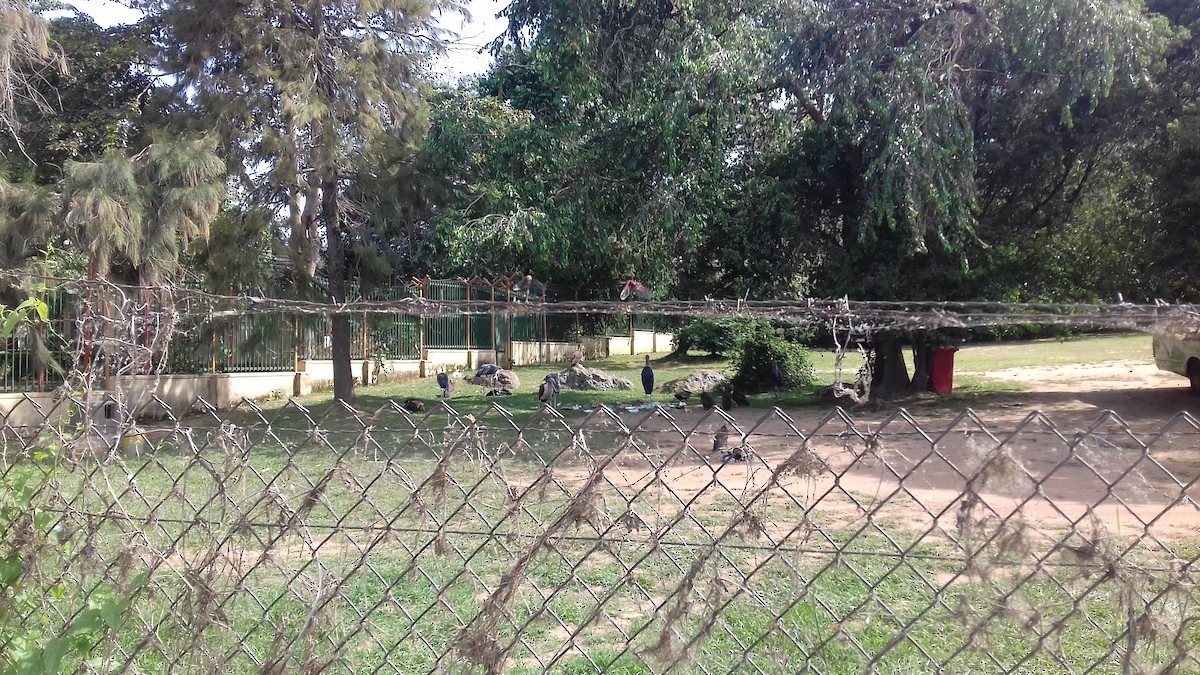 Hooded Vulture - ML457446061