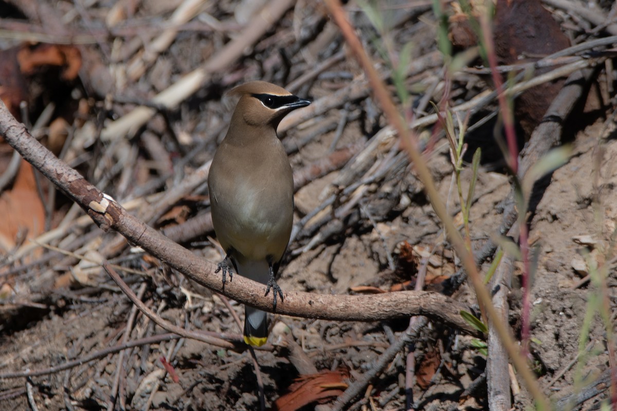 Cedar Waxwing - ML457446091
