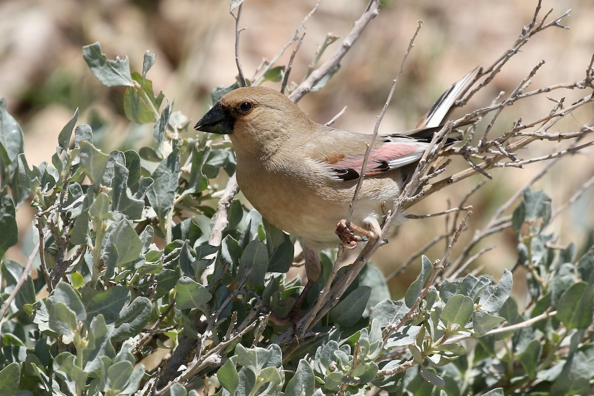 Desert Finch - ML457447261