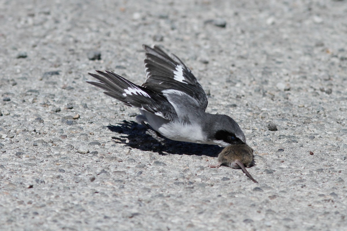 Loggerhead Shrike - Justyn Stahl