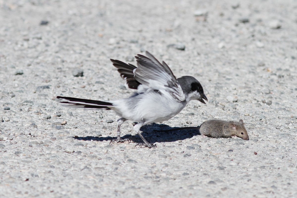 Loggerhead Shrike - Justyn Stahl