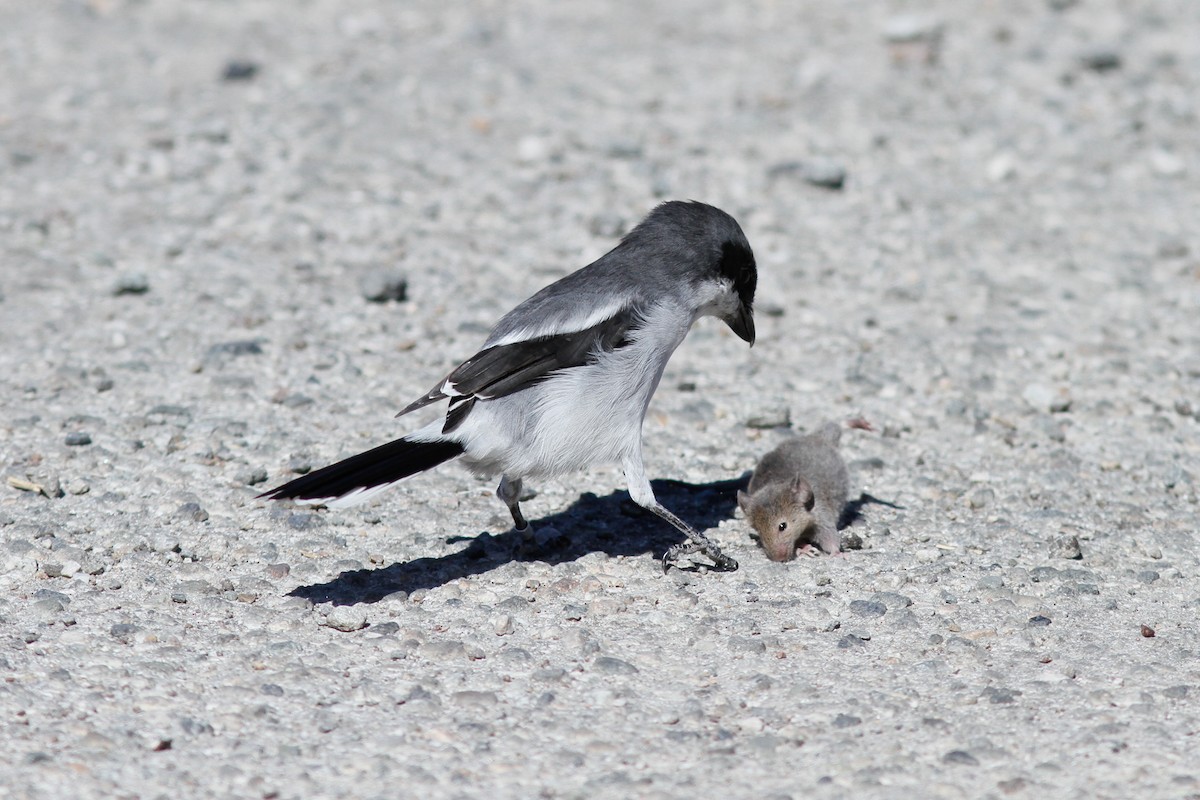 Loggerhead Shrike - Justyn Stahl