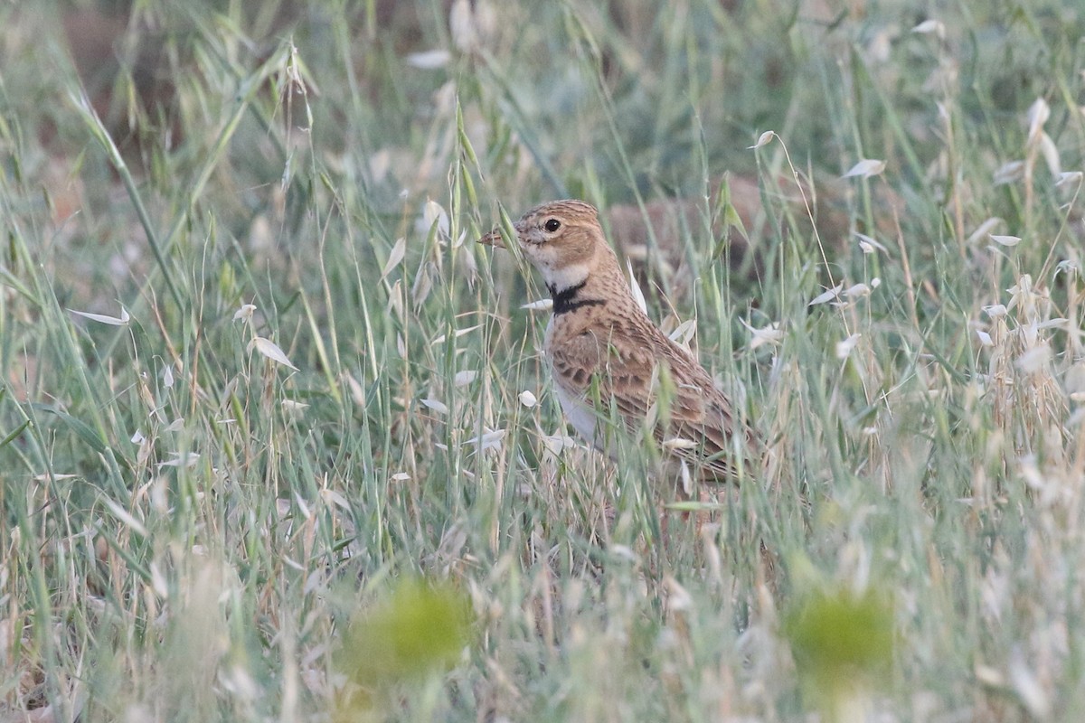 Calandra Lark - ML457447861