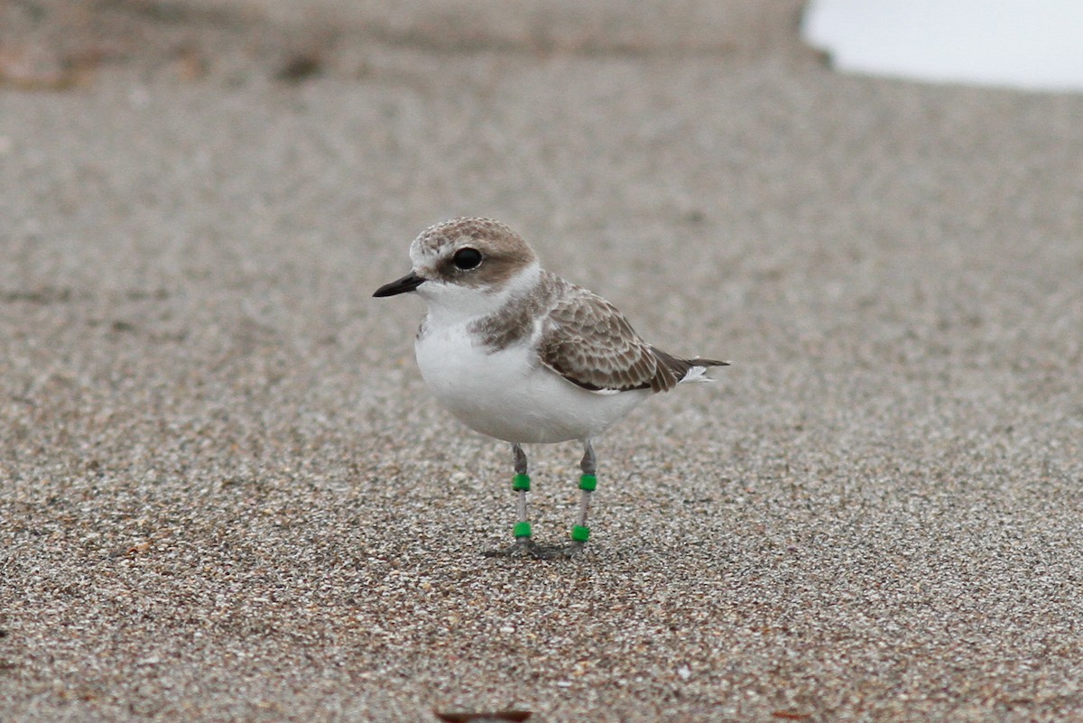 Snowy Plover - ML457448061