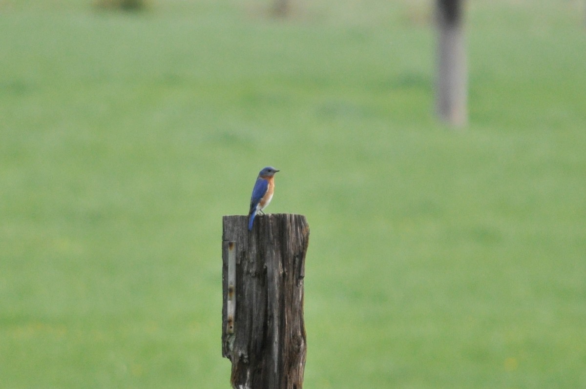 Eastern Bluebird - ML457448721