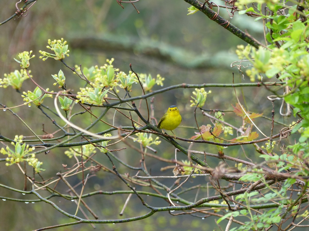 Wilson's Warbler - ML457449111