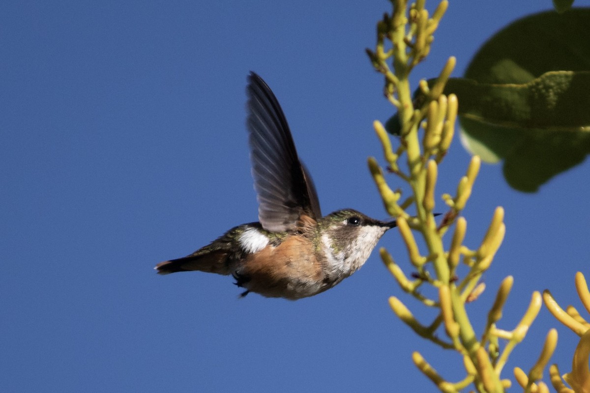 Colibri améthyste - ML457449541