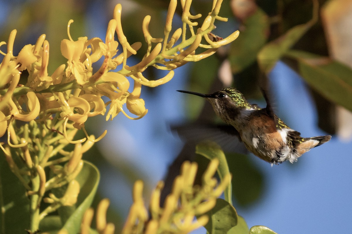 Amethyststernkolibri - ML457449641