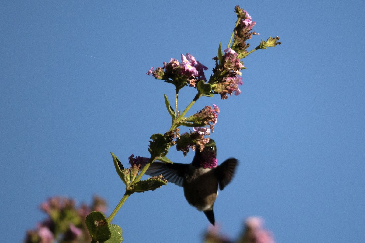 Amethyststernkolibri - ML457449681