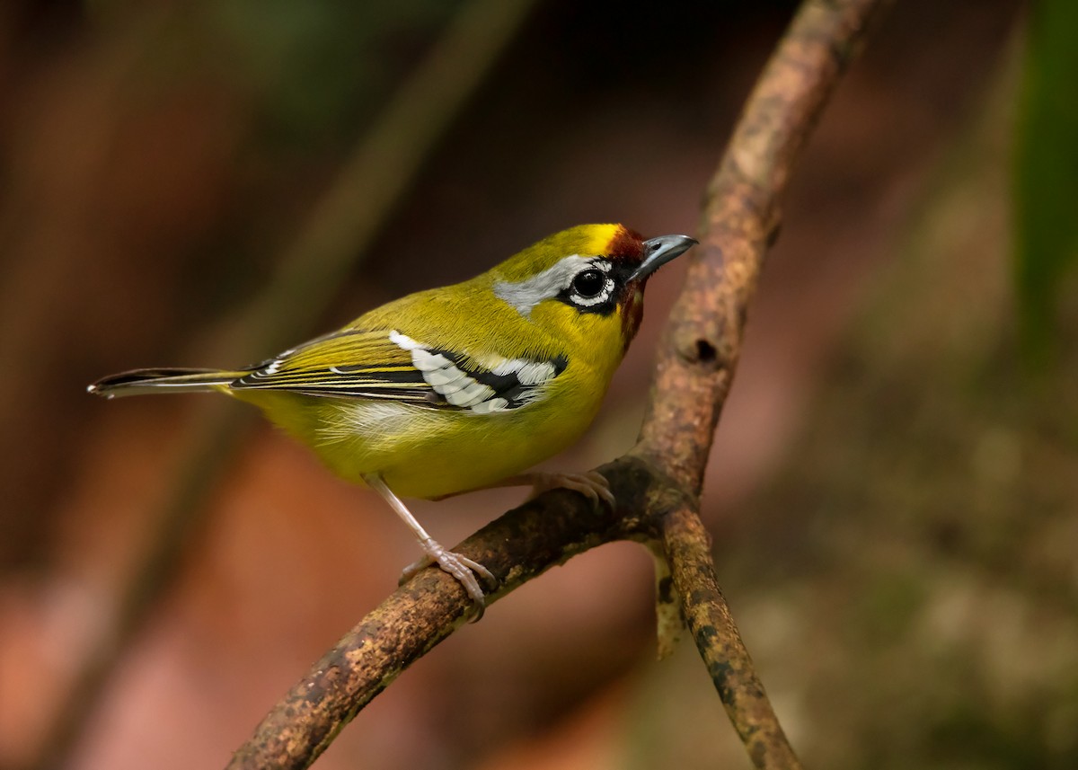 Clicking Shrike-Babbler (Clicking) - Ayuwat Jearwattanakanok