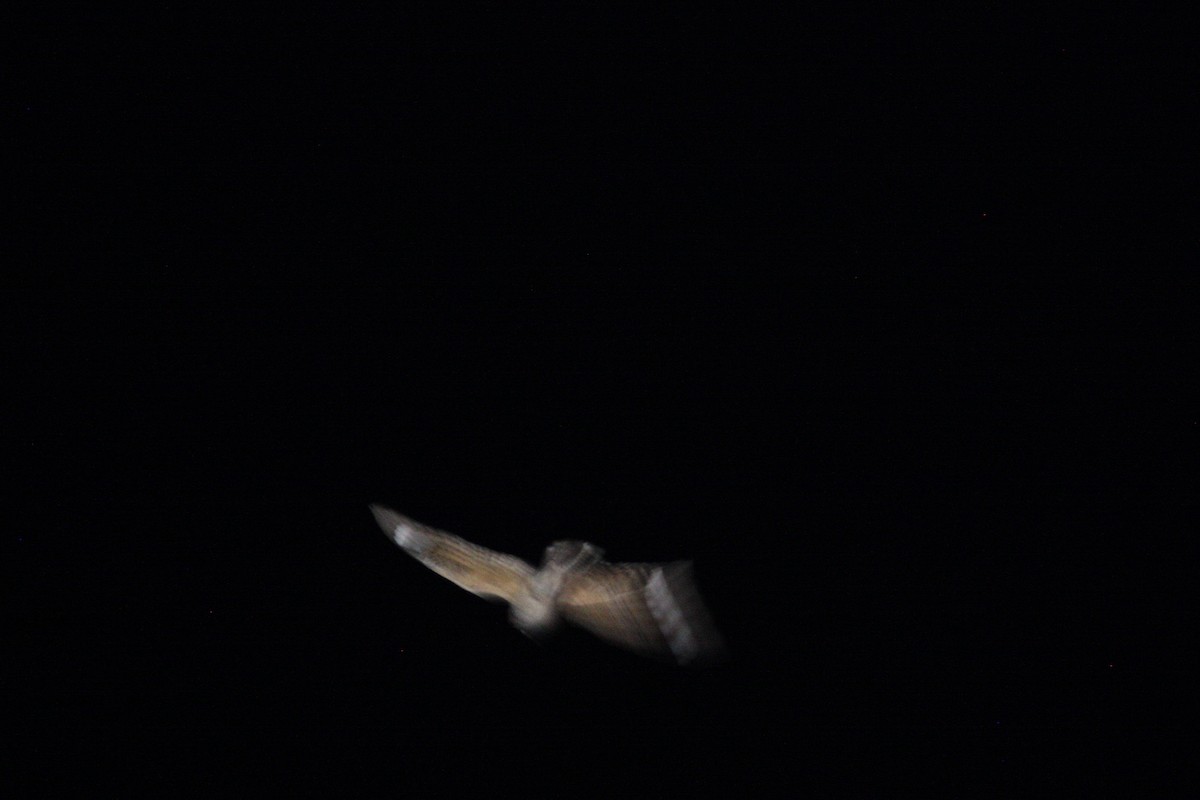 Rostwangen-Nachtschwalbe - ML457450281