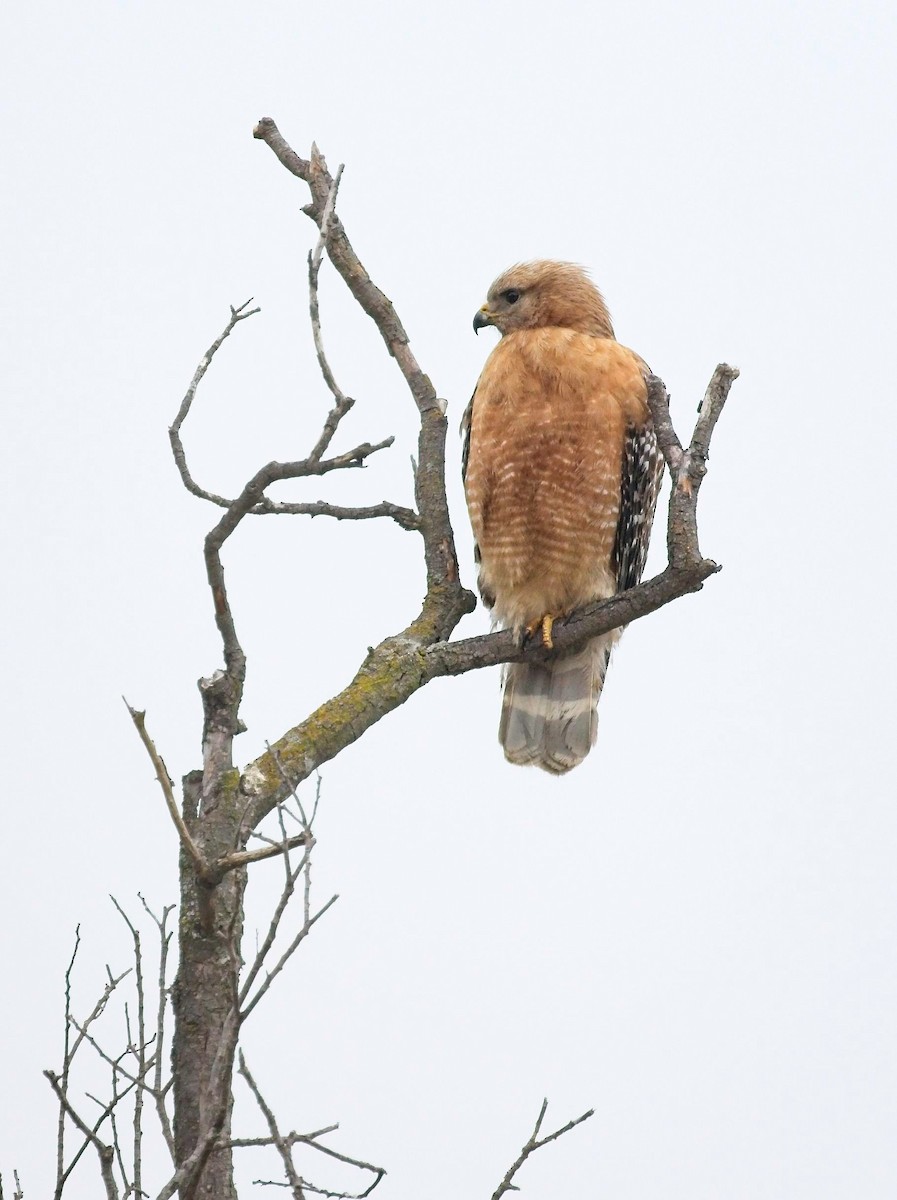 Red-shouldered Hawk - ML457452241