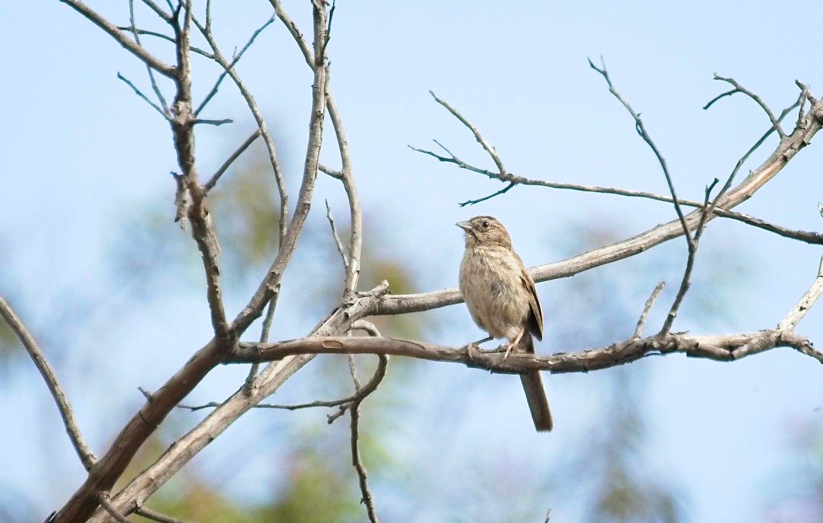 Rufous-crowned Sparrow - ML457452381