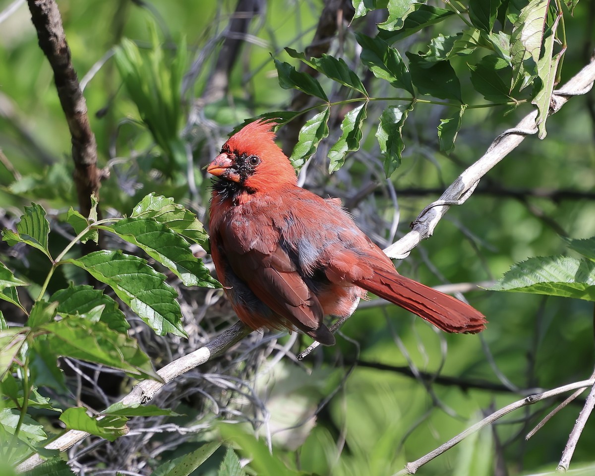 Cardinal rouge - ML457452561