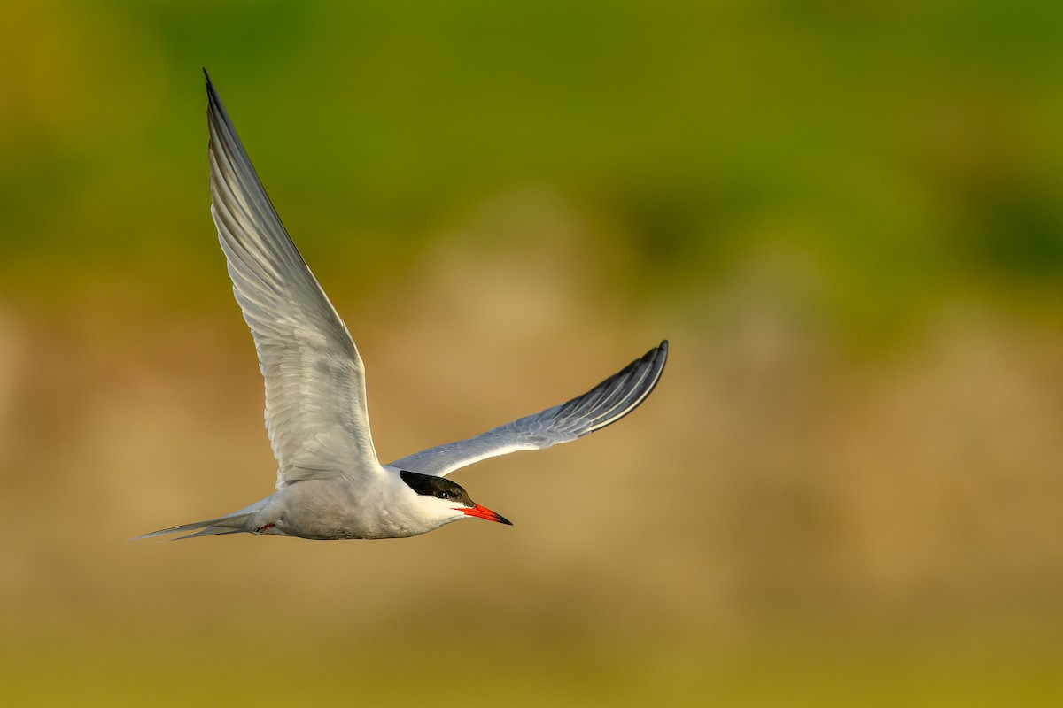 Common Tern - ML457452771