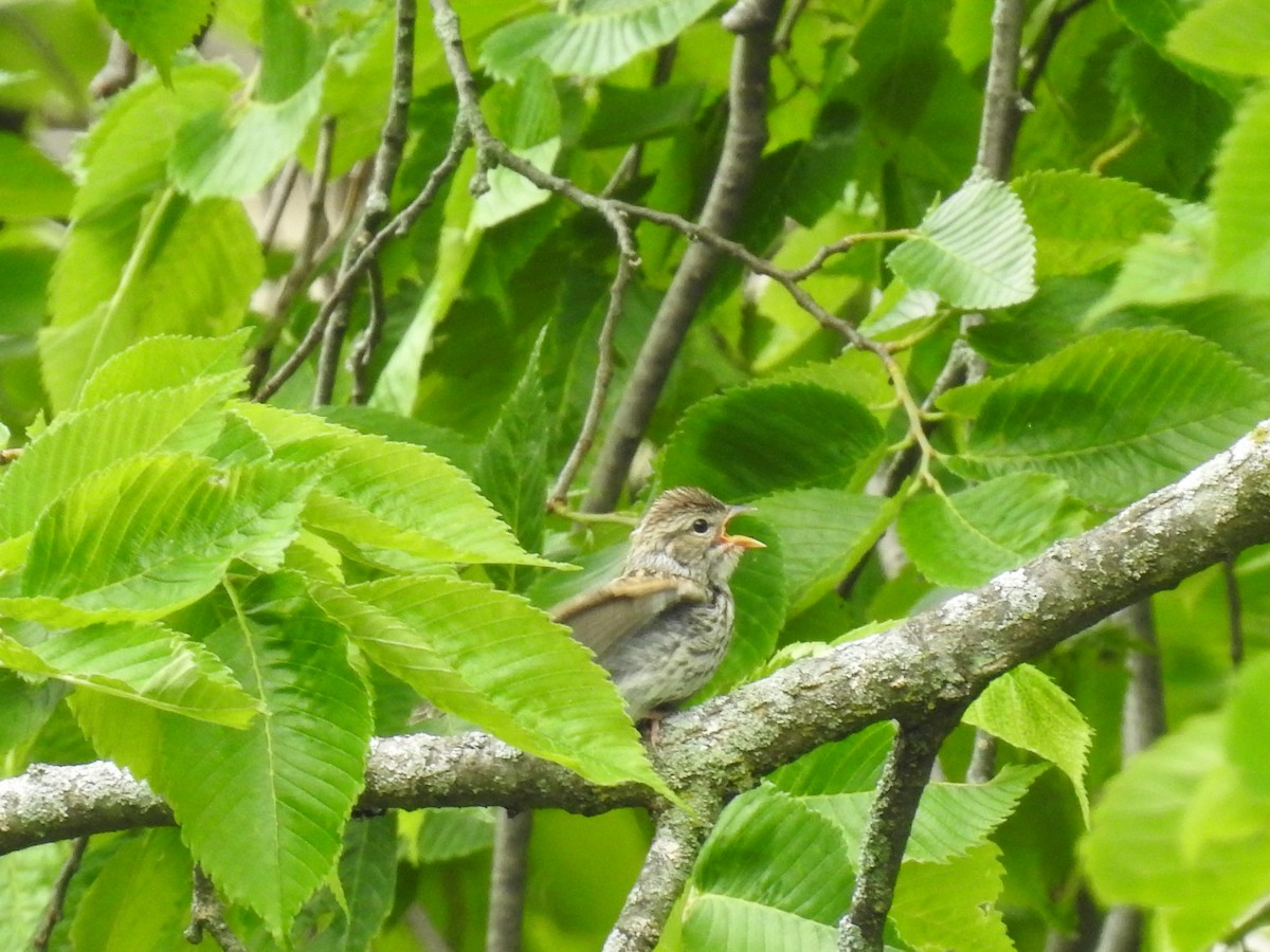 Chipping Sparrow - ML457452911