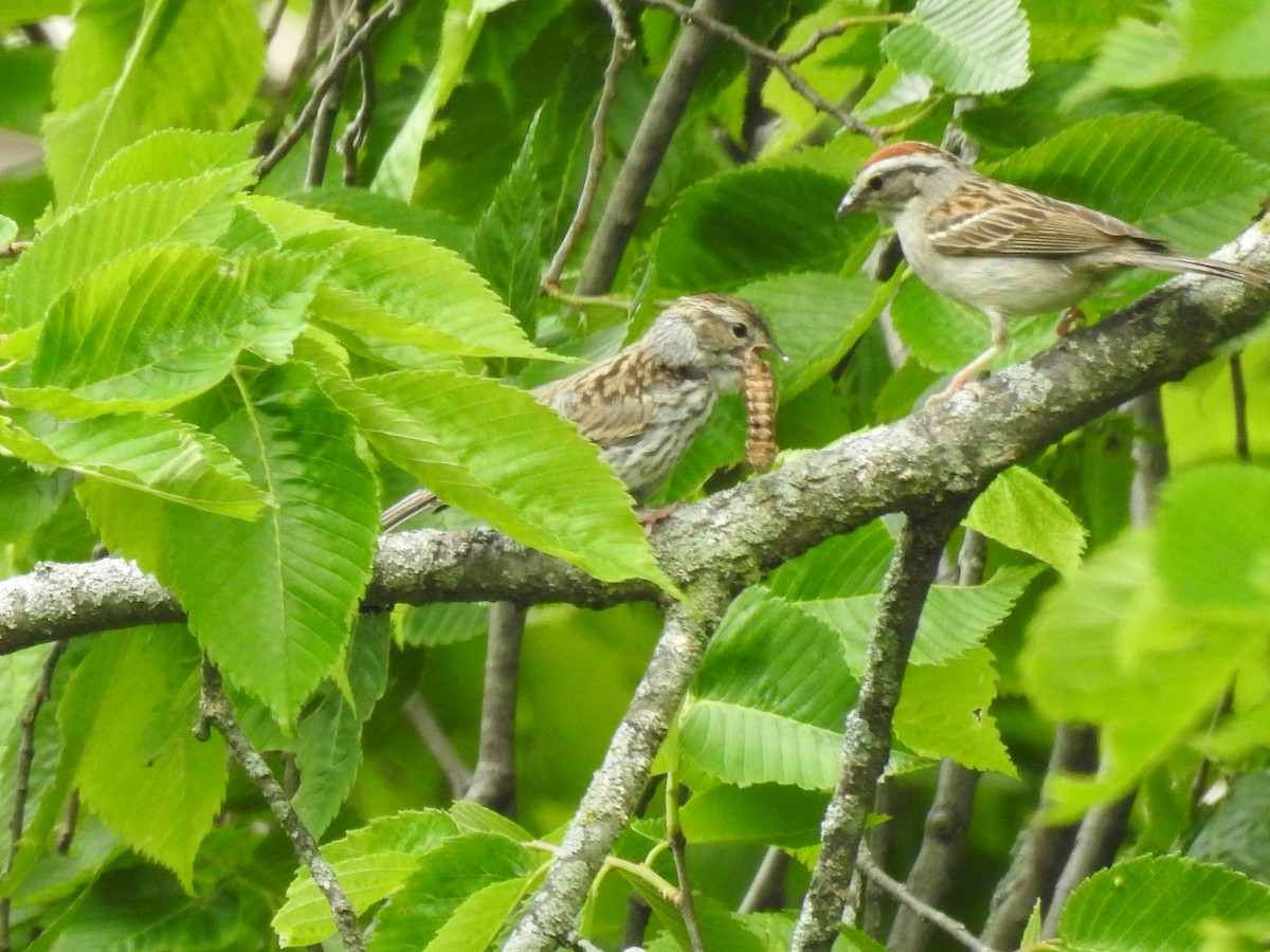 Chipping Sparrow - ML457452941