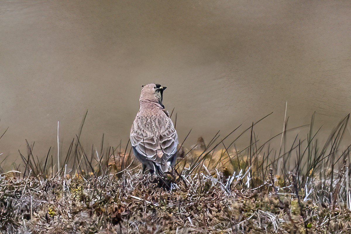 Рогатый жаворонок - ML457453151